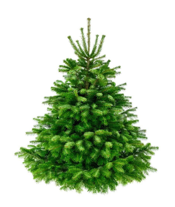 Nordmann Fir (8ft) - Cheltenham Christmas Trees